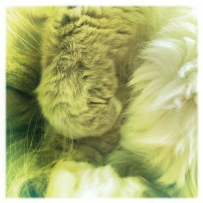 Le seul qui fait la grasse mat' @BemolTheCat