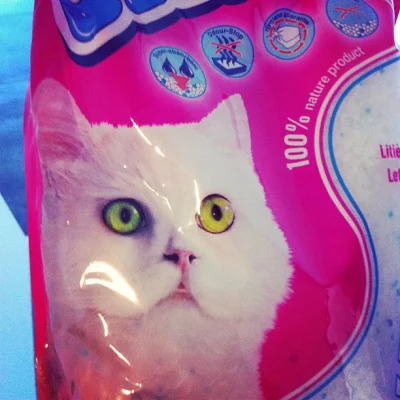 Ils donnent des extas à leur chat ou il est just h