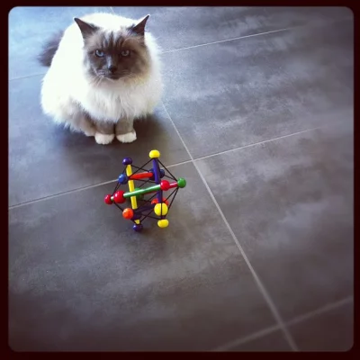 Wrong toy @BemolTheCat