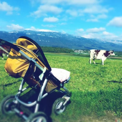 Tournée des vaches des Planches-de-Commune