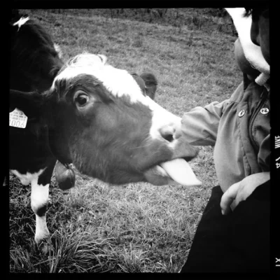 La langue de vache ça rappe