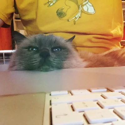 Coding with @BemolTheCat