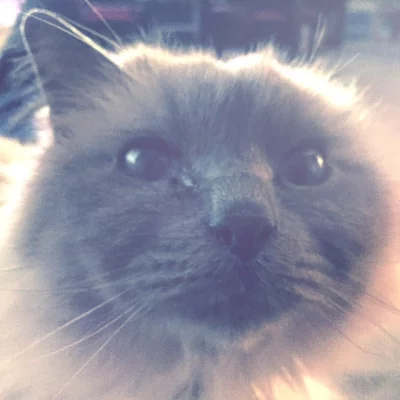 Babou / @BemolTheCat