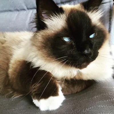 Today's assistant: Globule