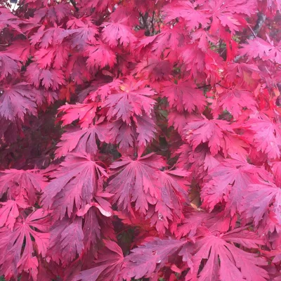 Couleurs d'automne #nofilter