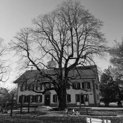 #vsco #autumn #tree #lescullayes