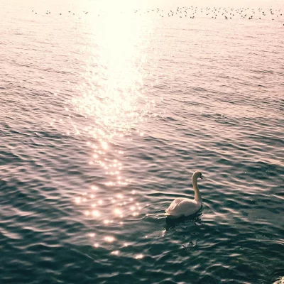 C'est un #signe #Léman #cully #lake