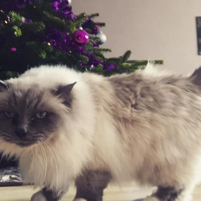 Youpi ! C'est Noël 😒