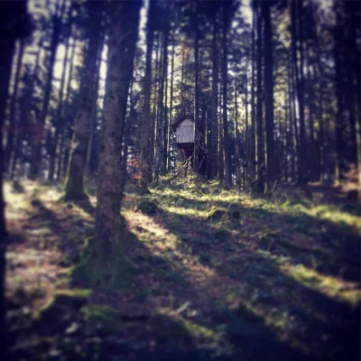 Bois de Ban #balade #pou7