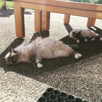 Cat's life is so hard