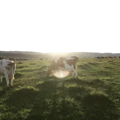 #strava #running #cow