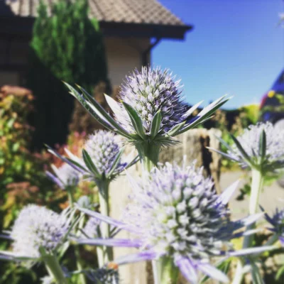 Chardon gris #home #garden #gardening