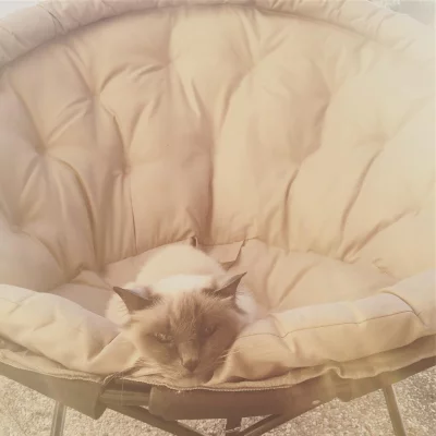 This an hard cat life