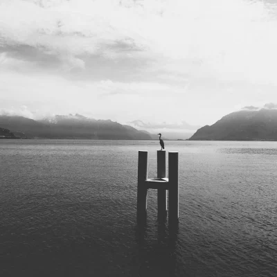 #leman #lac #cully #heron #bw