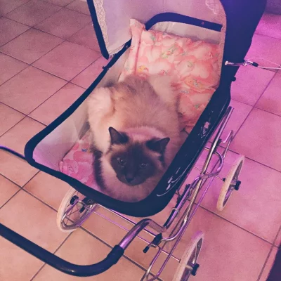 C'était plus fort que moi @noubathecat