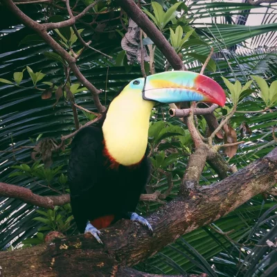 Toucan Arc-en-ciel