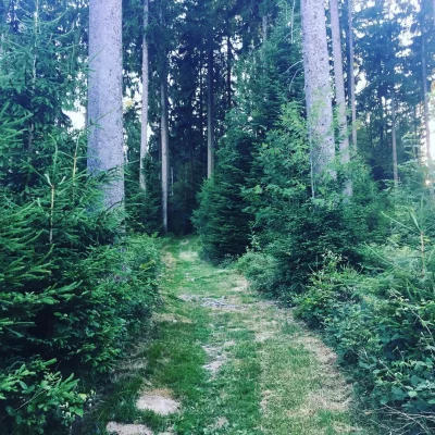 #strava #forest #jorat #running