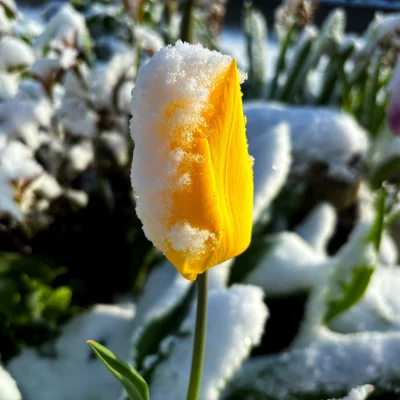 Flower & Snow