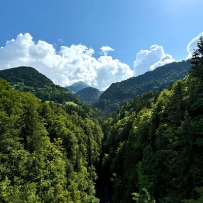 A bridge in the forest